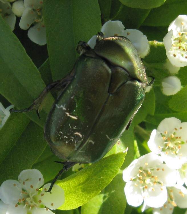 Cetonia aurata pisana